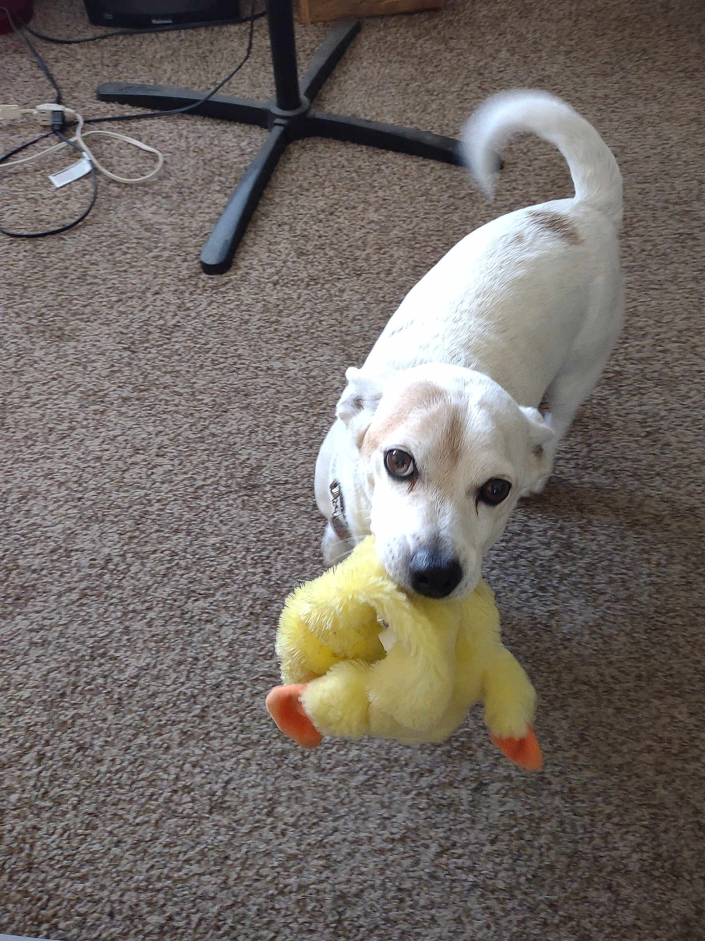 Petey is registered to the contest to win money with this photo: dog, toy, yellow_duck, carpet, indoor, pet, playful, white_dog, brown_patches, animal, pet_toy, floor, domestic, cute, standing, looking_up, fur, ears, tail, collar