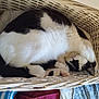 cat, sleeping, basket, wicker, black_and_white, curled, paws, pink_paw_pads, fur, nap, cozy, indoor, home, woven_texture, pet, relaxed, face, whiskers, blanket, basket_interior