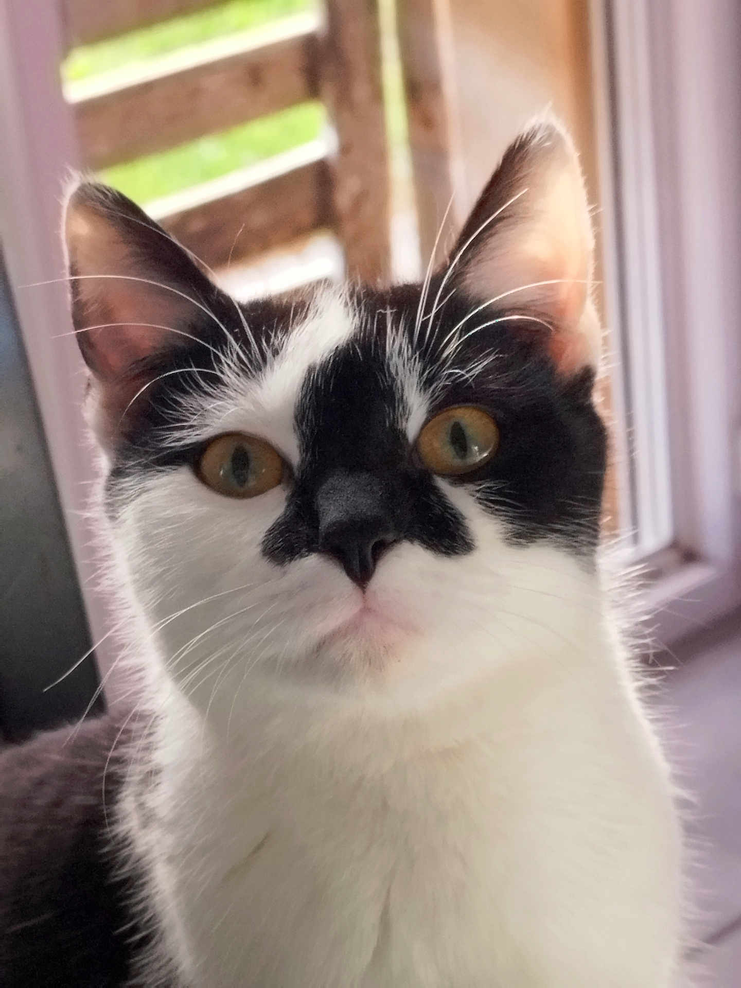 Arú a rejoint le concours — aidez-le/la à gagner de superbes lots ! cat, kitten, tuxedo_cat, feline, pet, whiskers, close_up, portrait, black_and_white, indoor, window, eyes, ears, fur, nose, muzzle, curious, alert, domestic_animal, cute