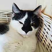 Arú participe au concours pour gagner de l'argent avec cette photo : basket, bedding, black_and_white, cat, close_up, cozy, domestic_animal, ears, feline, fur, indoor, nose, pet, portrait, relaxed, sleepy, whiskers, wicker, wooden_panel, yellow_eyes