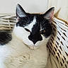 basket, bedding, black_and_white, cat, close_up, cozy, domestic_animal, ears, feline, fur, indoor, nose, pet, portrait, relaxed, sleepy, whiskers, wicker, wooden_panel, yellow_eyes