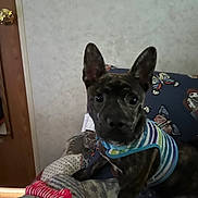 Ebony is registered to the contest to win money with this photo: dog, brindle, striped_shirt, quilt, toy, indoor, pet, curious, ears, face, couch, patchwork, fabric, brown, black, white, furniture, wall, door, closeup