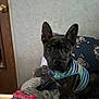 dog, brindle, striped_shirt, quilt, toy, indoor, pet, curious, ears, face, couch, patchwork, fabric, brown, black, white, furniture, wall, door, closeup