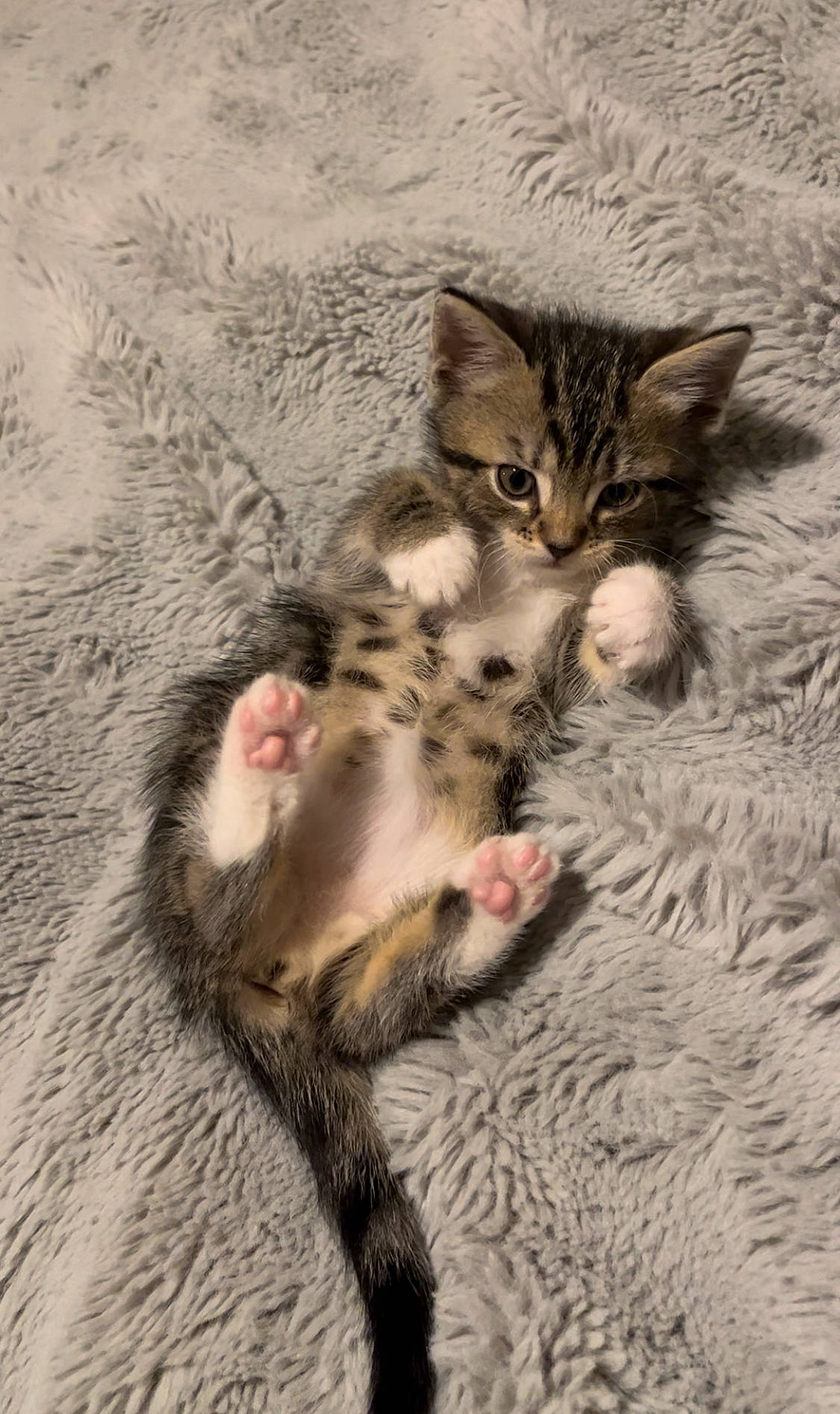 Bubbles joined the competition — help win amazing prizes! carnivore, cat, claw, comfort, domestic_short_haired_cat, fawn, felidae, foot, fur, nap, paw, sleep, small_to_medium_sized_cats, snout, tail, terrestrial_animal, toe, whiskers, wildlife