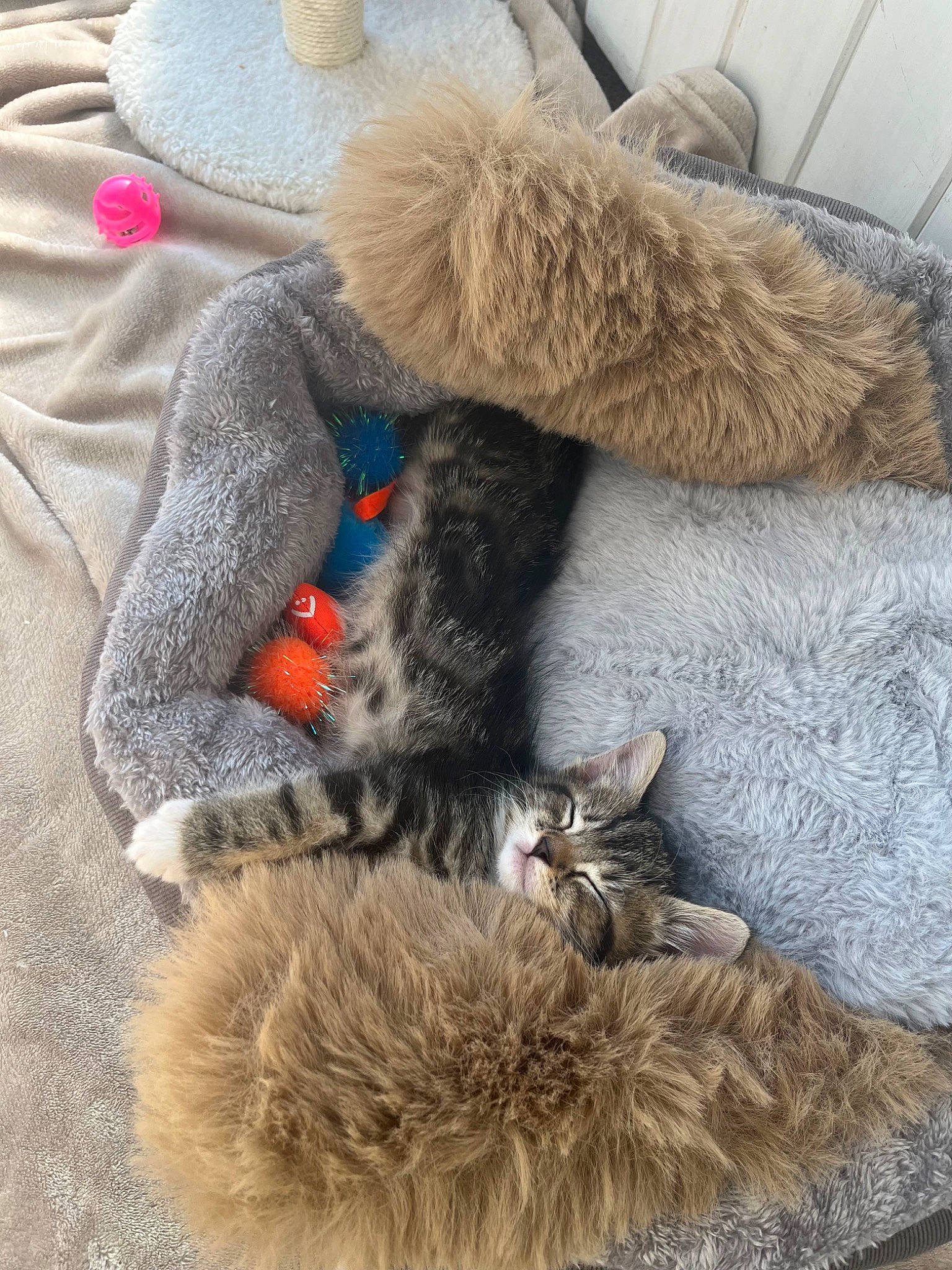 Bubbles is registered to the contest to win money with this photo: cat, claw, comfort, fawn, felidae, fur, grey, human_leg, mammal, nap, natural_material, paw, small_to_medium_sized_cats, snout, stuffed_toy, tail, toy, vertebrate, whiskers, wool