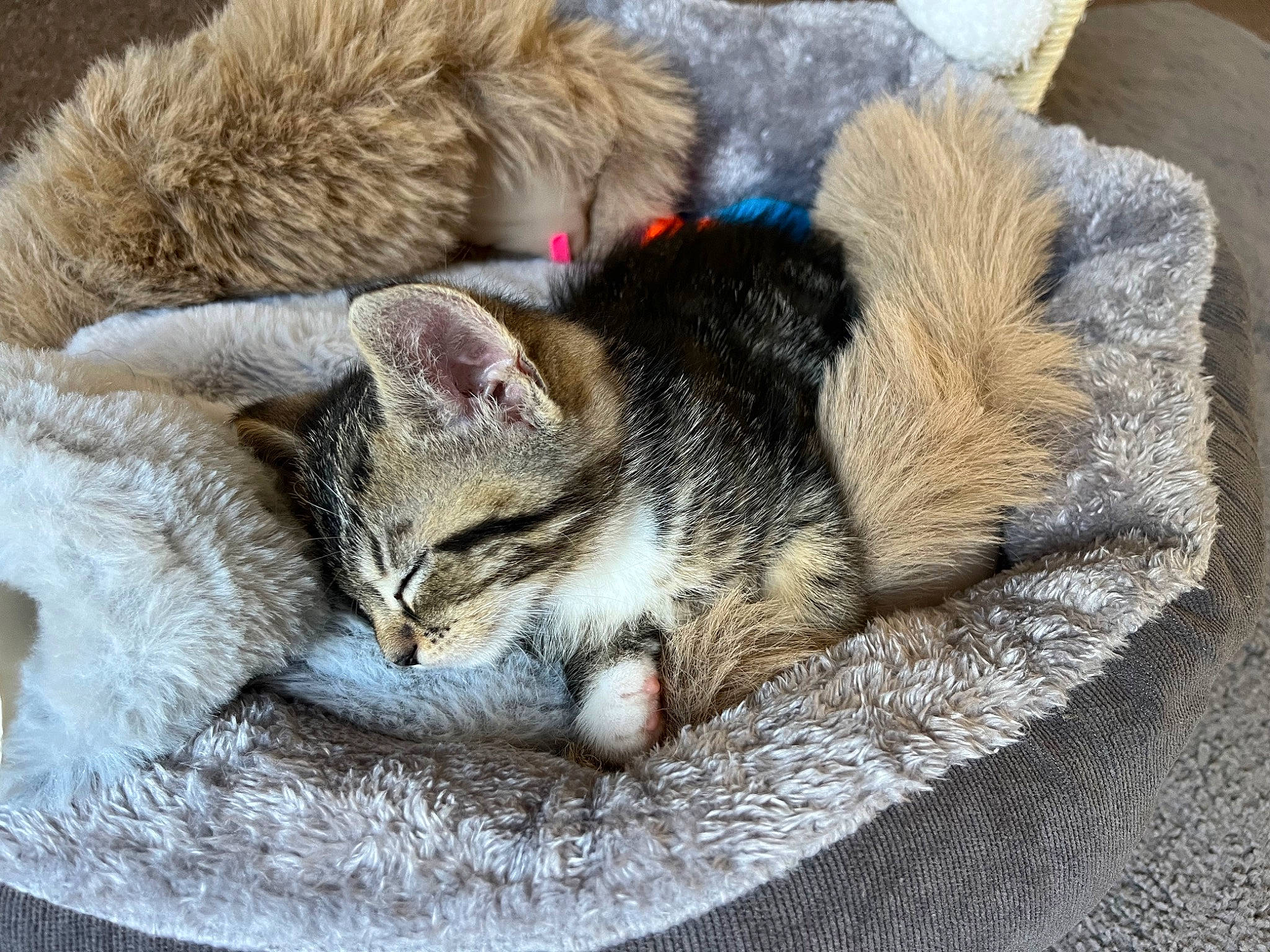 Bubbles is registered to the contest to win money with this photo: carnivore, cat, cat_supply, claw, comfort, domestic_short_haired_cat, fawn, felidae, fur, grey, nap, paw, sleep, small_to_medium_sized_cats, snout, tableware, tail, whiskers, wildlife, wood