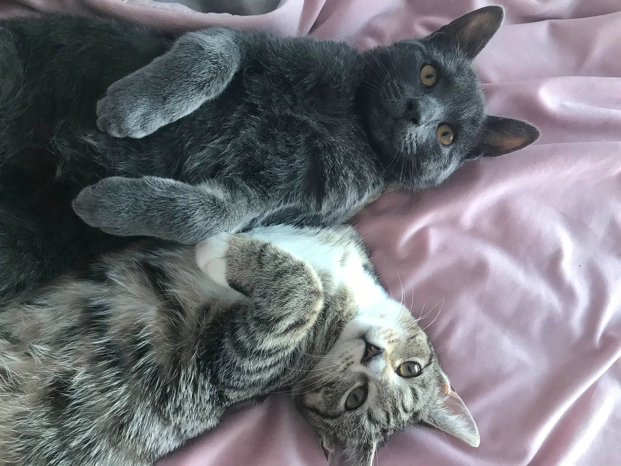 Florence is registered to the contest to win money with this photo: carnivore, cat, claw, close_up, comfort, domestic_short_haired_cat, felidae, fur, grey, paw, photography, small_to_medium_sized_cats, tail, terrestrial_animal, whiskers