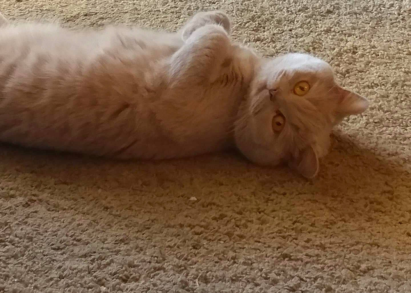 Hodor joined the competition — help win amazing prizes! beige, carnivore, cat, comfort, fawn, felidae, fur, kitten, paw, peach, sand, skin, small_to_medium_sized_cats, snout, terrestrial_animal, toe, whiskers