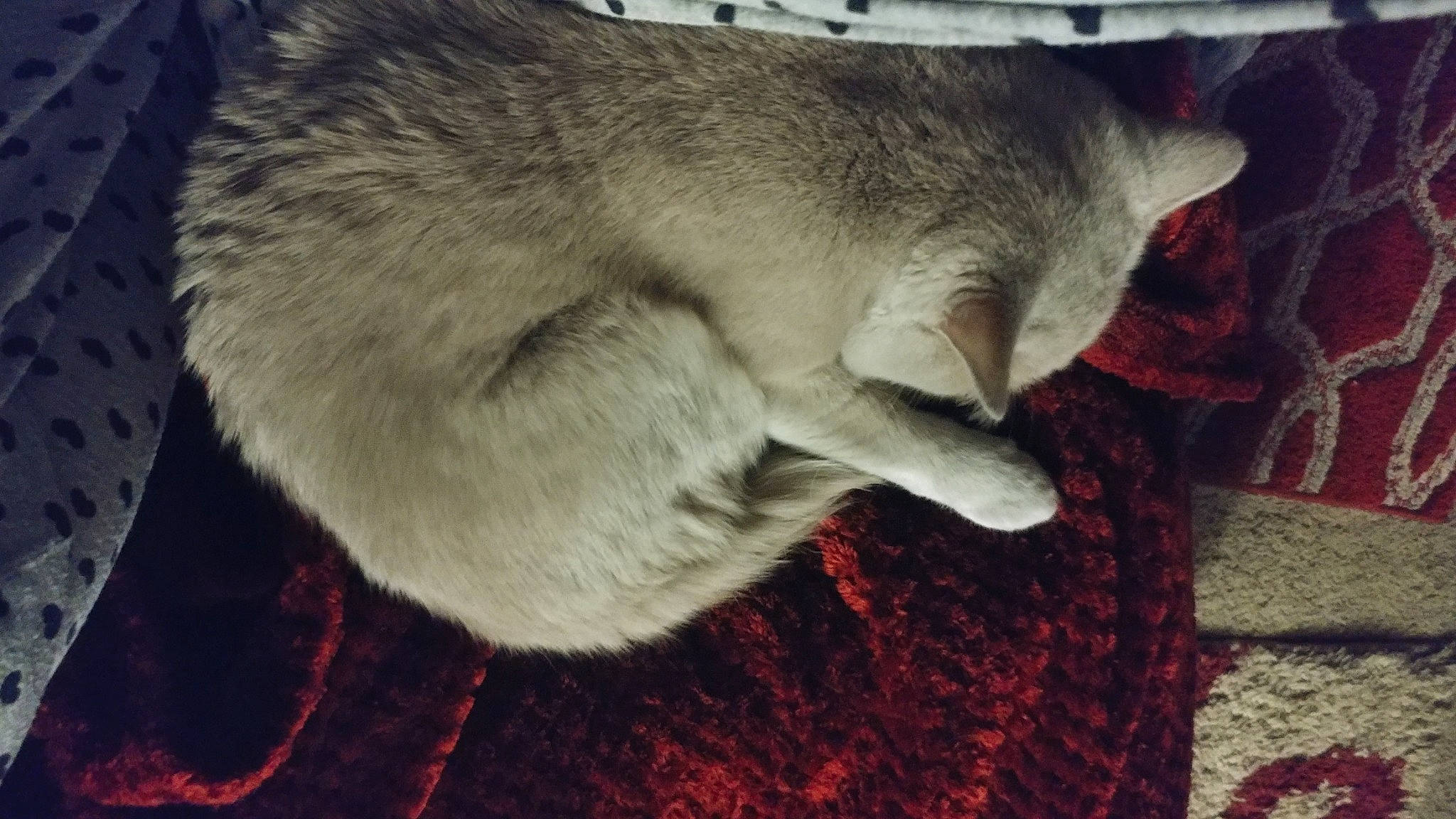 Hodor is registered to the contest to win money with this photo: british_shorthair, carnivore, cat, chausie, domestic_short_haired_cat, felidae, fur, mammal, russian_blue, singapura, small_to_medium_sized_cats, snout, tail, vertebrate, whiskers