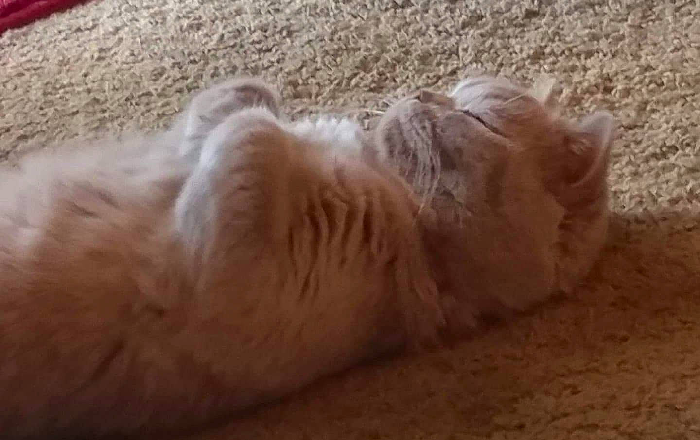 Hodor joined the competition — help win amazing prizes! carnivore, cat, comfort, fawn, felidae, fur, kitten, nap, paw, sand, skin, sleep, small_to_medium_sized_cats, toe, whiskers