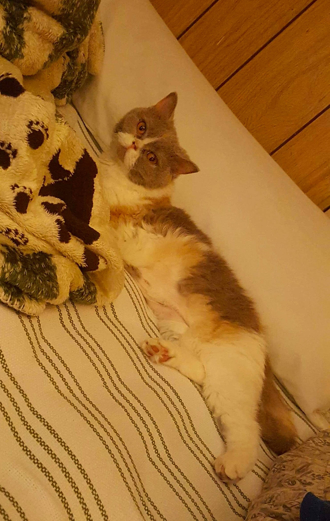 Arya joined the competition — help win amazing prizes! carnivore, cat, fawn, felidae, fur, kitten, norwegian_forest_cat, paw, polydactyl_cat, small_to_medium_sized_cats, tail, whiskers