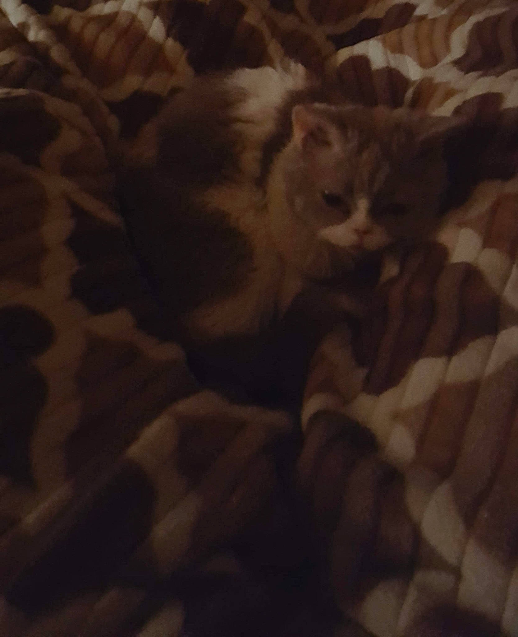 Arya joined the competition — help win amazing prizes! asian, carnivore, cat, cloud, ear, european_shorthair, eye, fawn, felidae, fur, kitten, night, sky, small_to_medium_sized_cats, tabby_cat, tail, whiskers