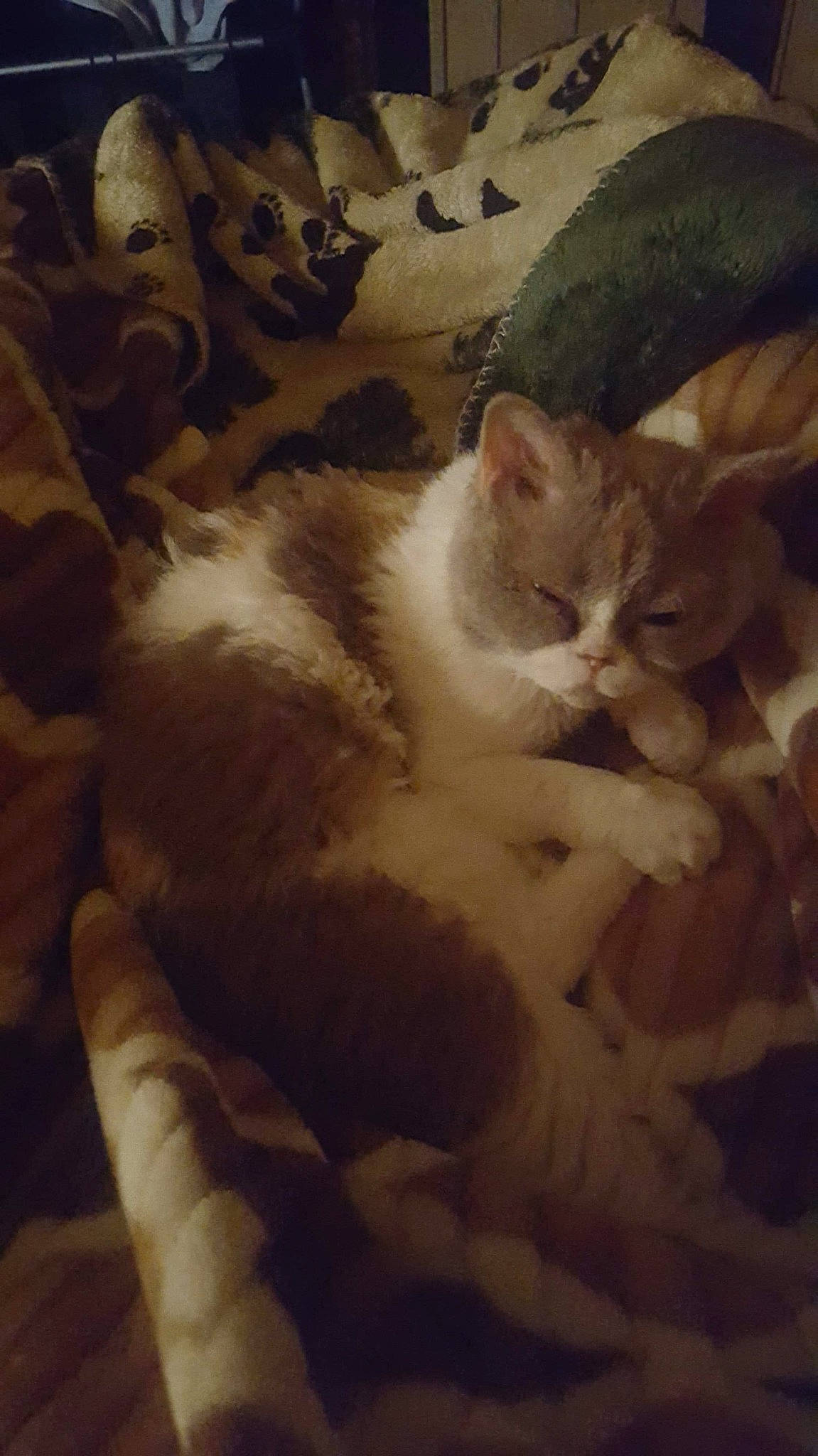 Arya is registered to the contest to win money with this photo: aegean_cat, carnivore, cat, cloud, ear, european_shorthair, eye, fawn, felidae, fur, kitten, night, paw, polydactyl_cat, sky, sleep, small_to_medium_sized_cats, tabby_cat, tail, whiskers