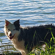Nala participe au concours pour gagner de l'argent avec cette photo : animal, black_and_white, canine, dog, ears_up, grass, greenery, happy, lake, nature, outdoor, pet, portrait, ripples, side_view, summer, sunlight, tongue_out, water, wildlife