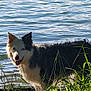 dog, water, grass, outdoor, nature, animal, pet, black_and_white, tongue_out, ears_up, sunlight, lake, ripples, greenery, summer, happy, canine, side_view, wildlife, portrait
