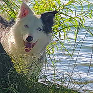Nala participe au concours pour gagner de l'argent avec cette photo : dog, water, lake, grass, tree, nature, outdoor, pet, animal, canine, tongue_out, sunlight, greenery, plants, happy, playful, summer, daylight, wildlife, cheerful
