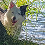 dog, water, lake, grass, tree, nature, outdoor, pet, animal, canine, tongue_out, sunlight, greenery, plants, happy, playful, summer, daylight, wildlife, cheerful