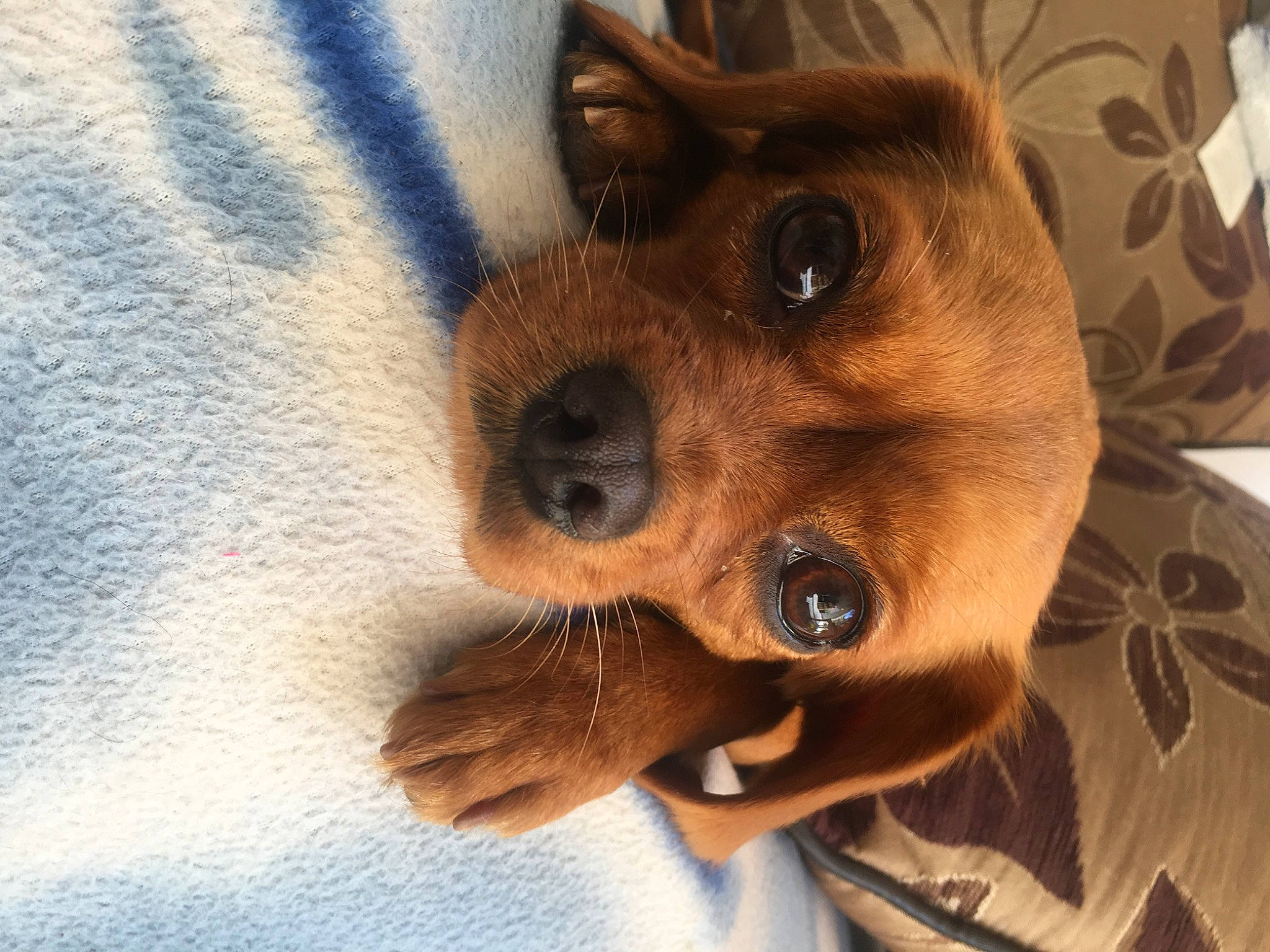 Candice a rejoint le concours — aidez-le/la à gagner de superbes lots ! canidae, carnivore, companion_dog, dog, dog_breed, ear, eye, head, miniature_pinscher, nose, puppy, puppy_love, snout, toy_dog