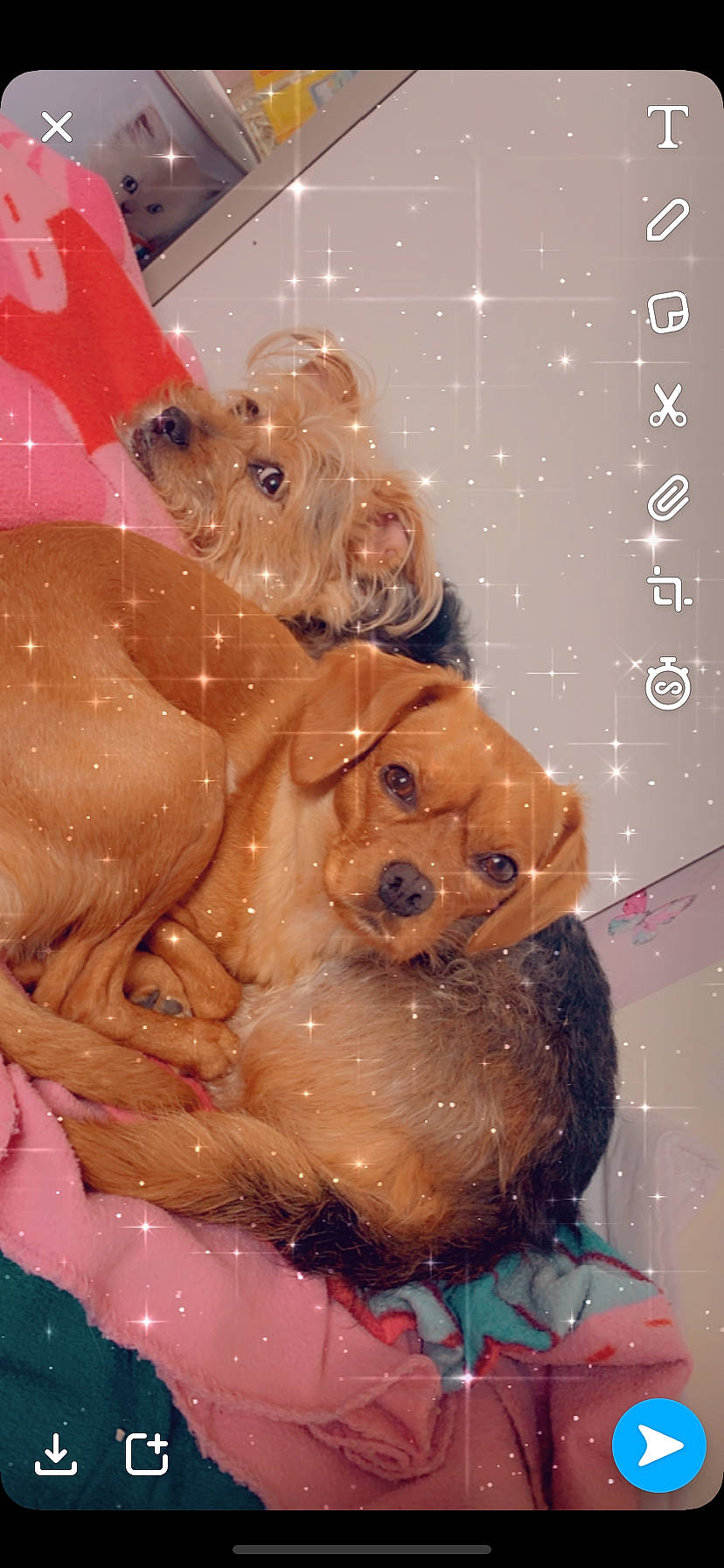 Candice participe au concours pour gagner de l'argent avec cette photo : canidae, carnivore, cocker_spaniel, companion_dog, dog, dog_breed, fawn, golden_retriever, pink, sporting_group, teddy_bear