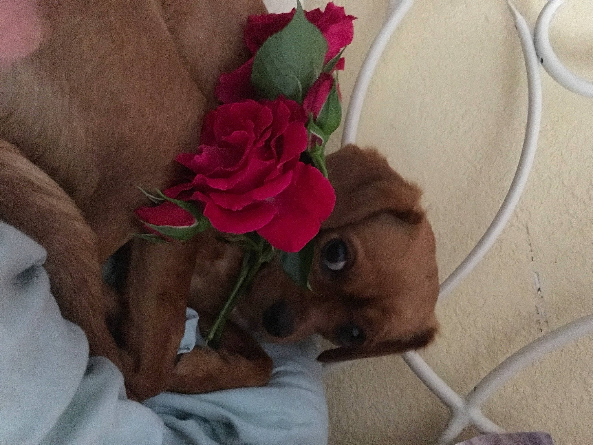 Candice participe au concours pour gagner de l'argent avec cette photo : canidae, carnivore, dog, dog_breed, dogue_de_bordeaux, fawn, flower, plant, sporting_group, vizsla