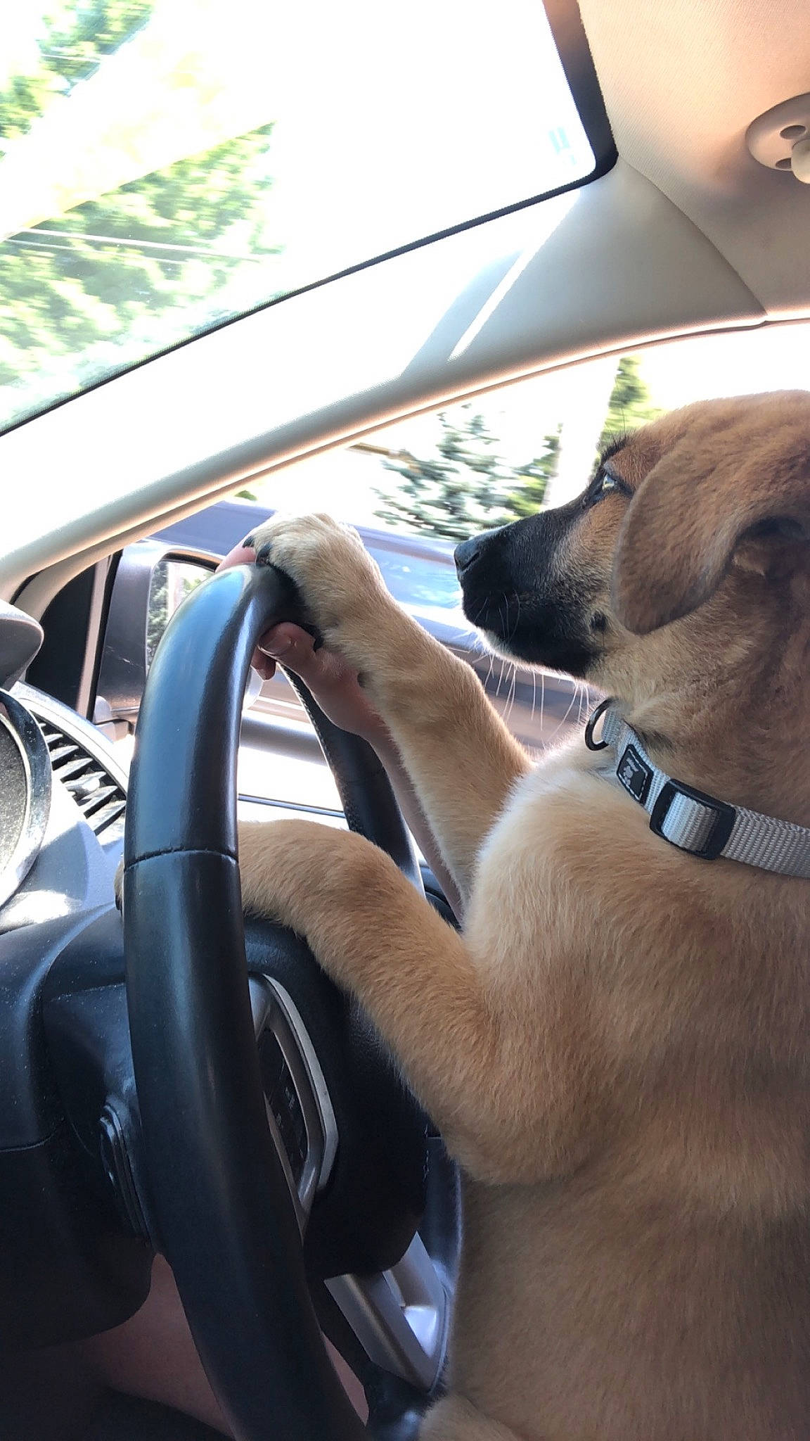 Chapo is registered to the contest to win money with this photo: auto_part, automotive_exterior, automotive_window_part, black_mouth_cur, canidae, car, carnivore, dog, dog_breed, driving, fawn, glass, snout, sporting_group, steering_part, steering_wheel, vehicle, vehicle_door, window, windshield