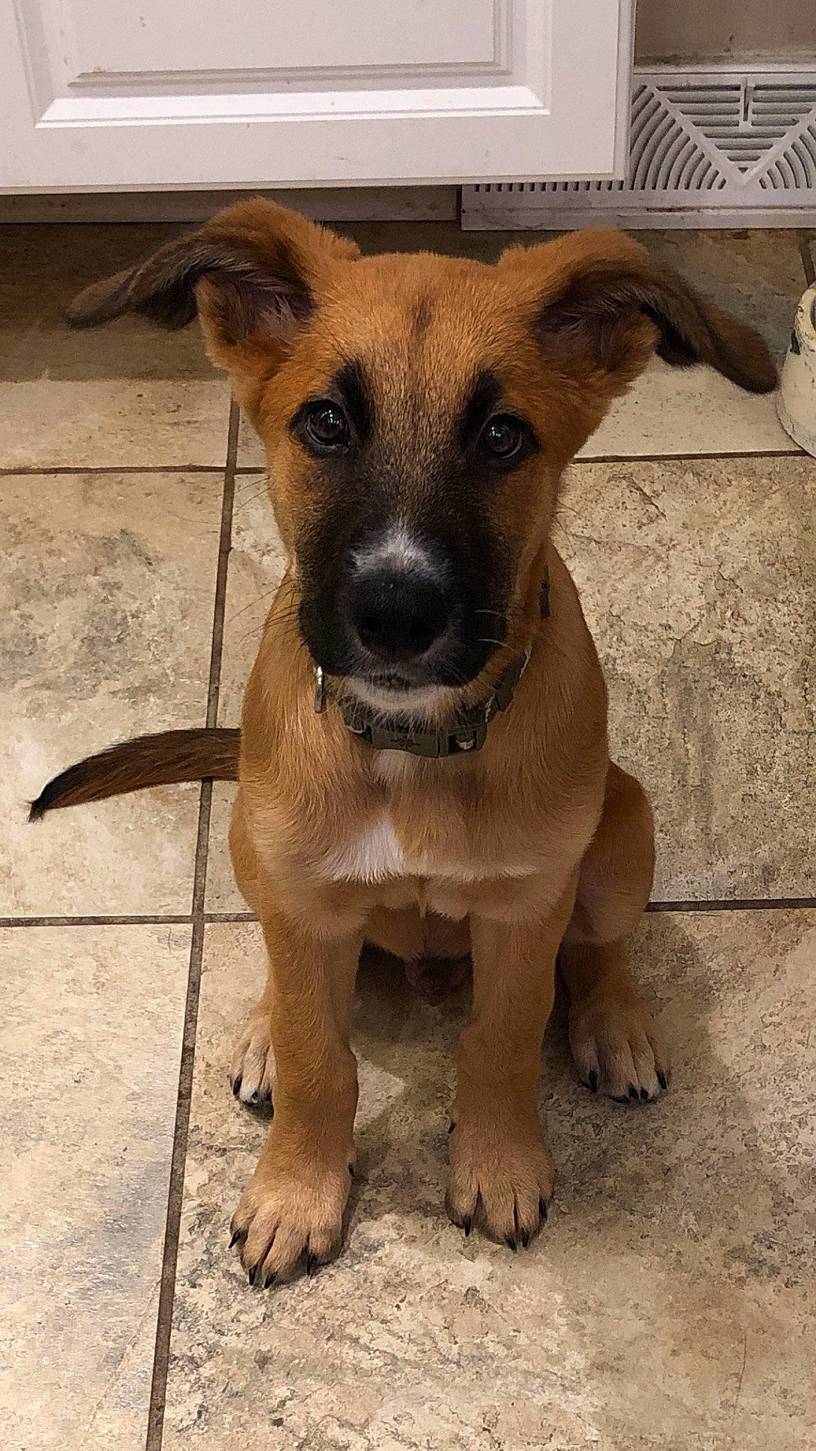 Chapo is registered to the contest to win money with this photo: aspin, black_mouth_cur, canidae, carnivore, dog, dog_breed, fawn, mammal, pariah_dog, potcake_dog, puppy, rare_breed_dog, snout, street_dog, vertebrate