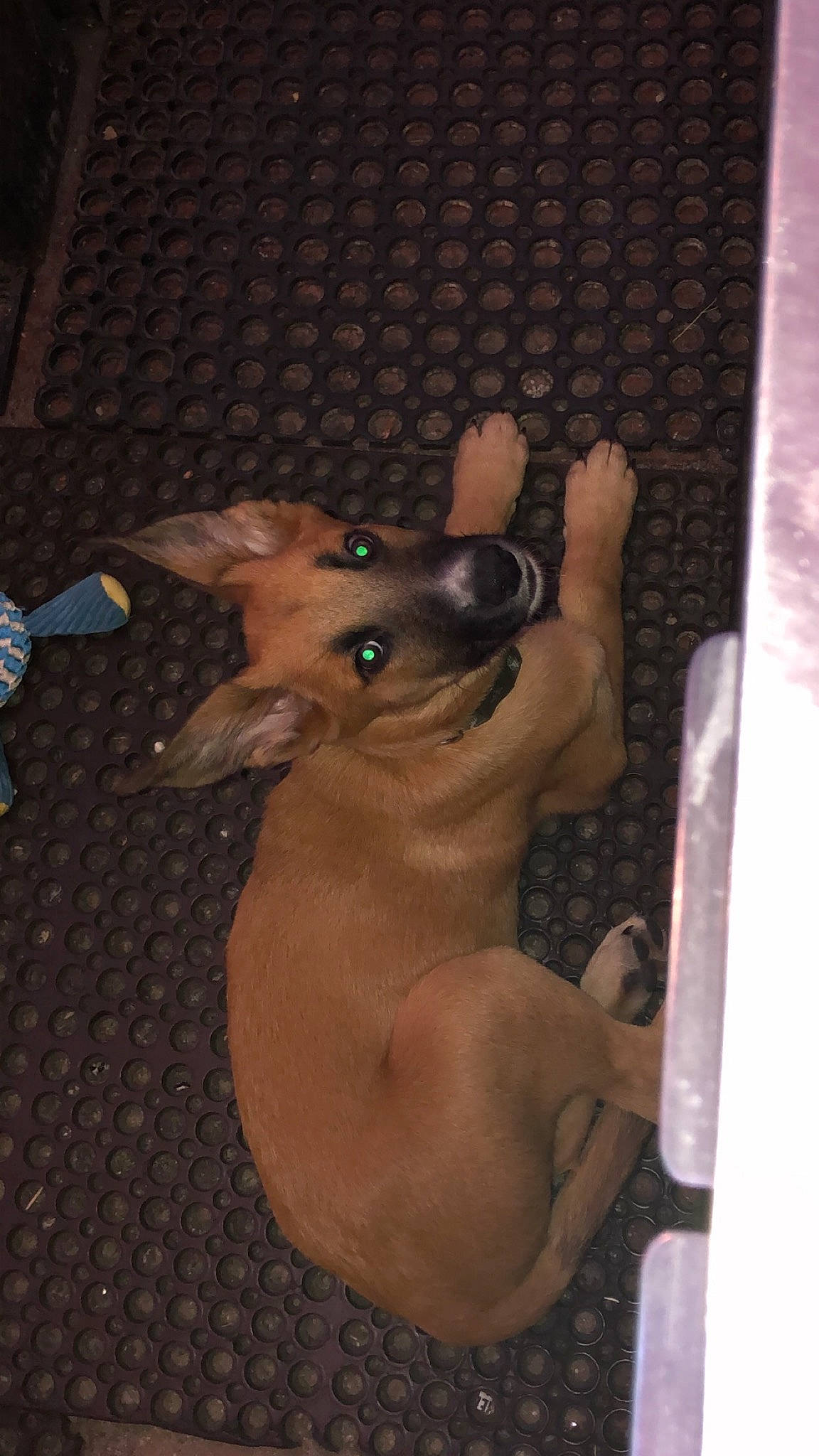 Chapo joined the competition — help win amazing prizes! american_hairless_terrier, canidae, carnivore, dog, dog_breed, fawn, mexican_hairless_dog, snout, sporting_group, toy_dog