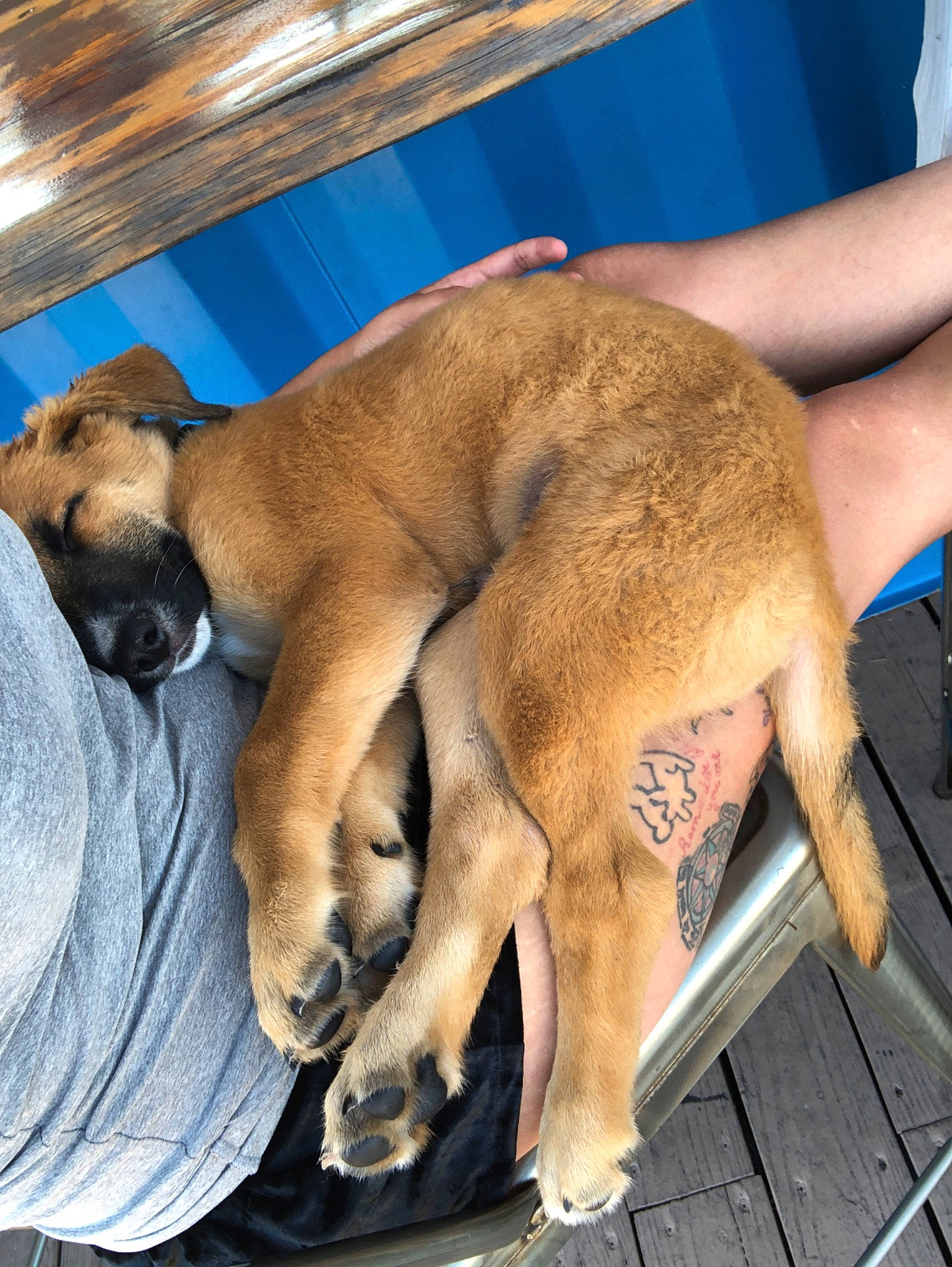 Chapo is registered to the contest to win money with this photo: black_mouth_cur, canidae, carnivore, dog, dog_breed, fawn, mammal, paw, snout