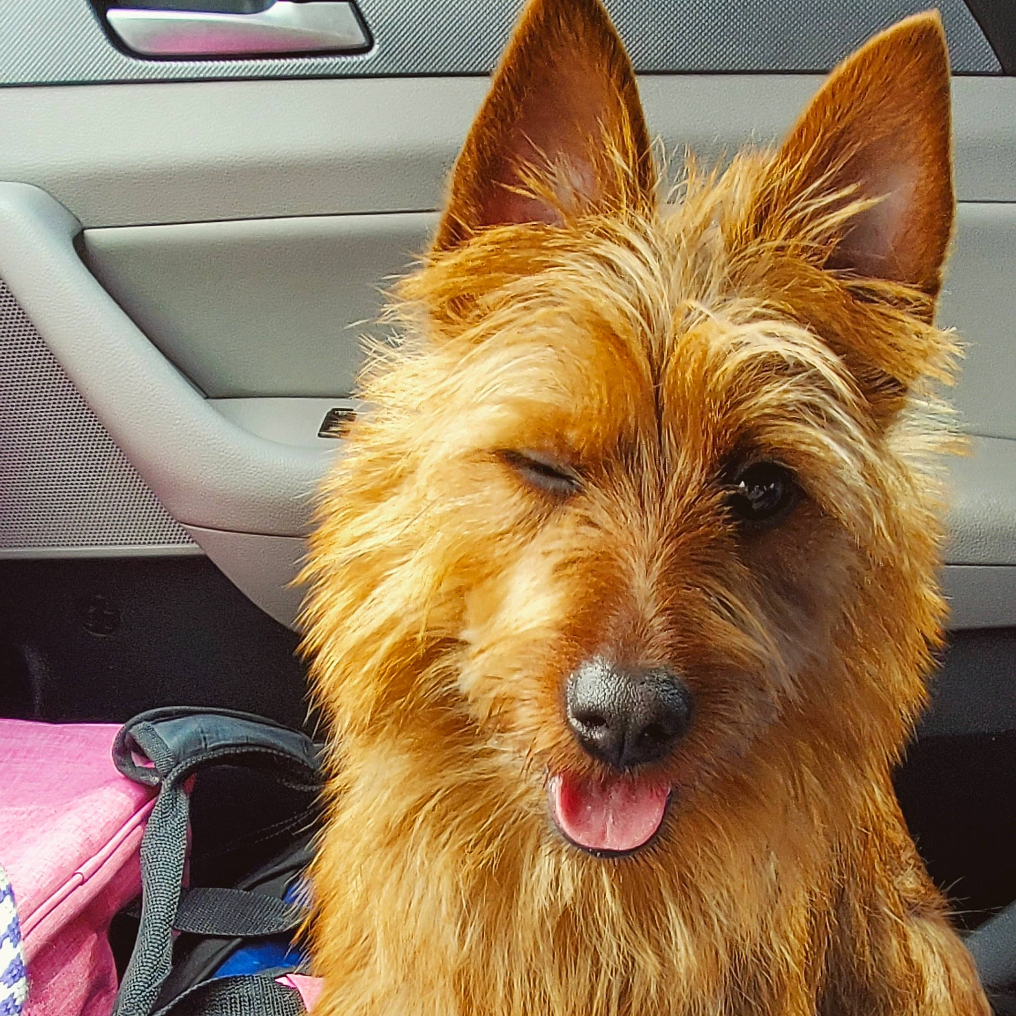 Adelaide joined the competition — help win amazing prizes! australian_terrier, auto_part, automotive_exterior, automotive_mirror, bag, car_seat, carnivore, companion_dog, dog, dog_breed, fur, liver, luggage_and_bags, motor_vehicle, personal_luxury_car, small_terrier, steering_wheel, terrier, vehicle_door, windshield