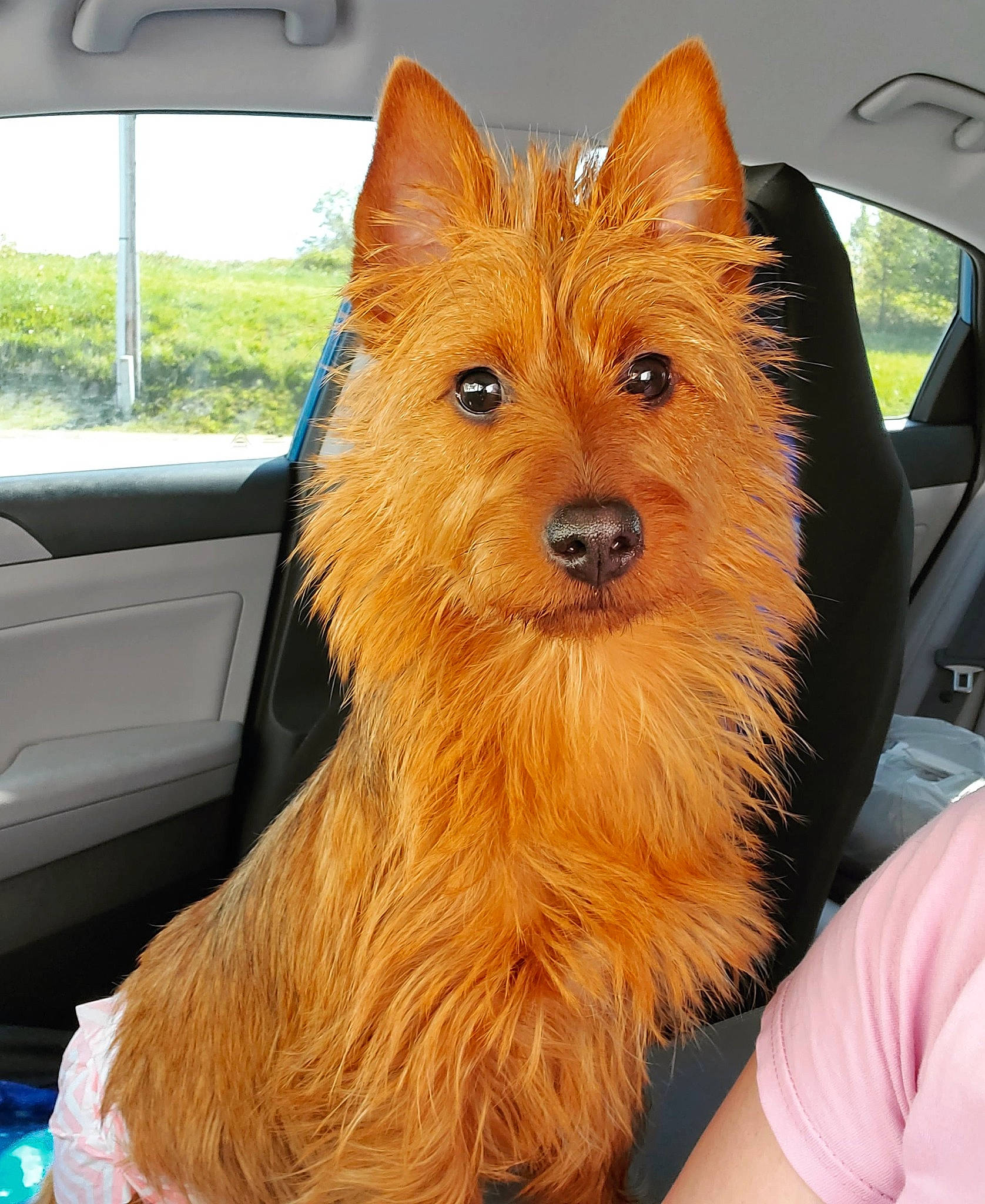 Adelaide joined the competition — help win amazing prizes! automotive_mirror, car, carnivore, collar, companion_dog, dog, dog_breed, door, fawn, fur, liver, snout, terrier, toy_dog, vehicle, whiskers, window, windscreen_wiper, windshield, working_animal