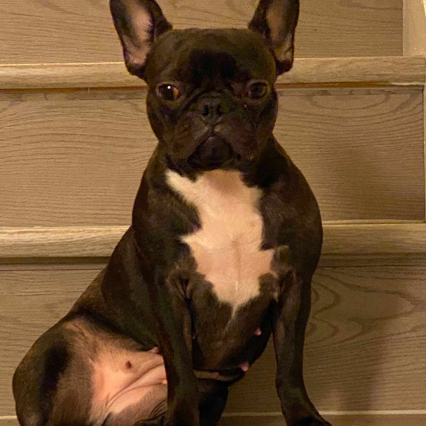 Porscha