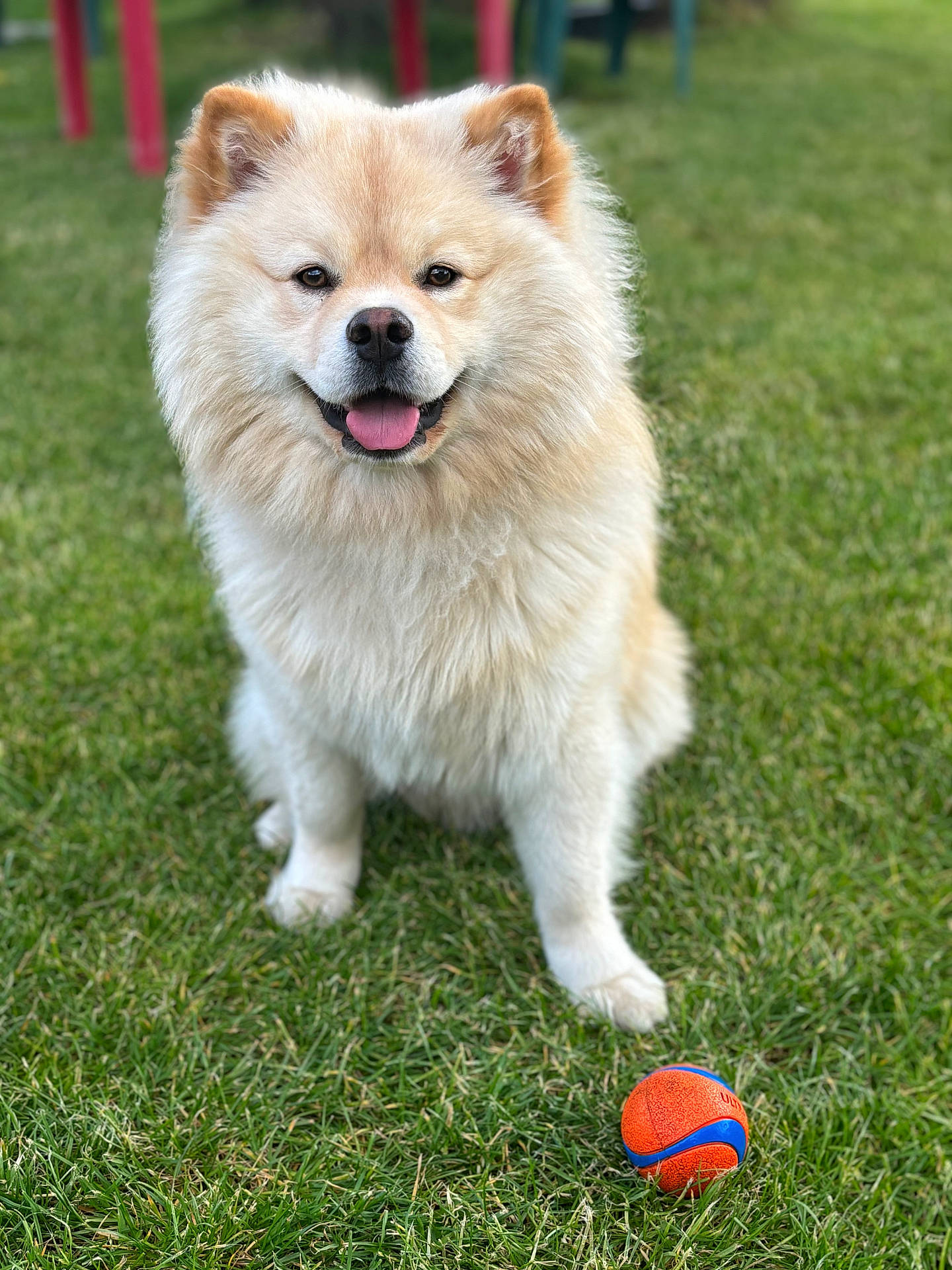 Uska a rejoint le concours — aidez-le/la à gagner de superbes lots ! animal, ball, canine, dog, eskimodog, football, grass, lawn, pet, plant, puppy, rugby, rugbyball, soccer, soccerball, sphere, sport, tennis, tennisball, whitedog