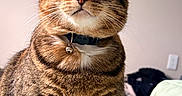 Kitty joined the competition — help win amazing prizes! cat, tabby, fur, whiskers, collar, bell, pet, animal, indoor, bed, blanket, striped, cute, curious, feline, closeup, portrait, soft_light, domestic, mammal