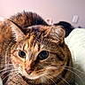 Kitty is registered to the contest to win money with this photo: cat, tabby, close_up, whiskers, fur, pet, animal, face, ears, eyes, indoor, relaxed, mammal, feline, cute, portrait, domestic, soft_light, resting, curious