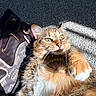 Kitty is registered to the contest to win money with this photo: cat, tabby, fur, paw, carpet, sunlight, shoe, leather, yellow_eyes, pet, indoor, relaxing, closeup, whiskers, curious, cozy, mammal, animal, domestic, resting