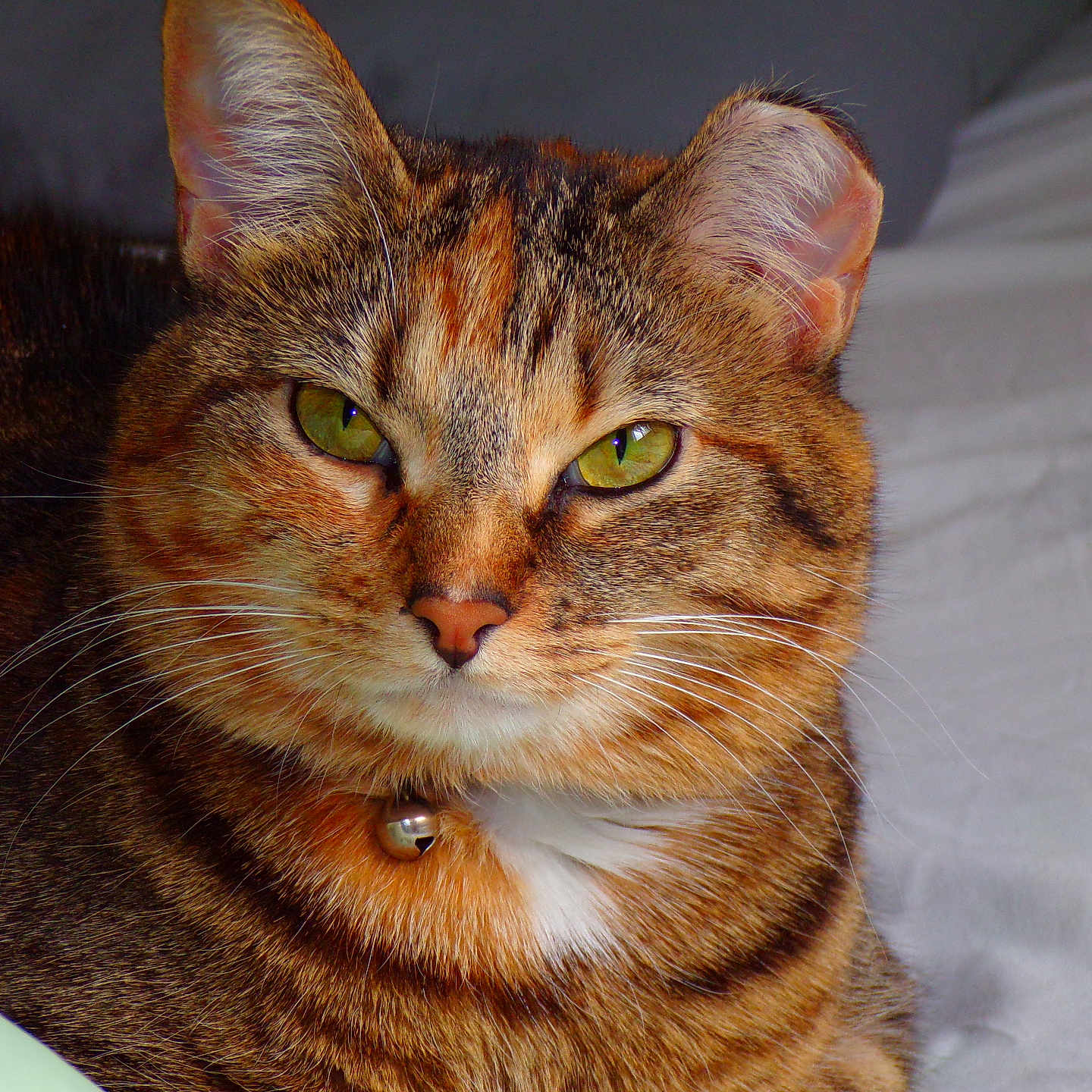Kitty