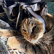 Kitty joined the competition — help win amazing prizes! cat, tabby, leather, strap, blanket, indoor, furniture, closeup, pet, animal, resting, cozy, texture, whiskers, face, paw, brown, black, orange, relaxed