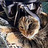 cat, tabby, leather, strap, blanket, indoor, furniture, closeup, pet, animal, resting, cozy, texture, whiskers, face, paw, brown, black, orange, relaxed