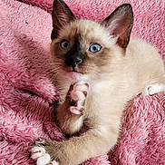 Babe participe au concours pour gagner de l'argent avec cette photo : kitten, cat, siamese, blue_eyes, paw, pink_blanket, fluffy, indoor, furniture, living_room, cat_house, cozy, curious, pet, animal, cute, soft_texture, relaxed, background_cat, domestic