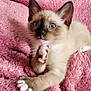 kitten, cat, siamese, blue_eyes, paw, pink_blanket, fluffy, indoor, furniture, living_room, cat_house, cozy, curious, pet, animal, cute, soft_texture, relaxed, background_cat, domestic