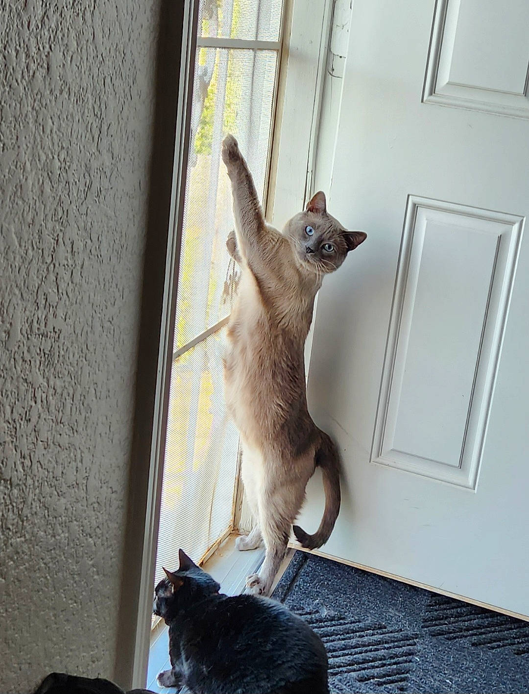 Jojo is registered to the contest to win money with this photo: brown, carnivore, cat, domestic_short_haired_cat, door, fawn, felidae, flooring, fur, grey, hardwood, houseplant, mammal, room, small_to_medium_sized_cats, tail, vertebrate, whiskers, window, wood