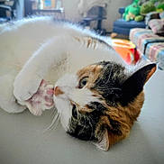 Mellie is registered to the contest to win money with this photo: animal, blurred_background, calico_cat, cat, closeup, cozy, curious, cute, domestic_animal, feline, fur, home, indoor, paw, pet, playing, relaxing, soft_light, table, whiskers
