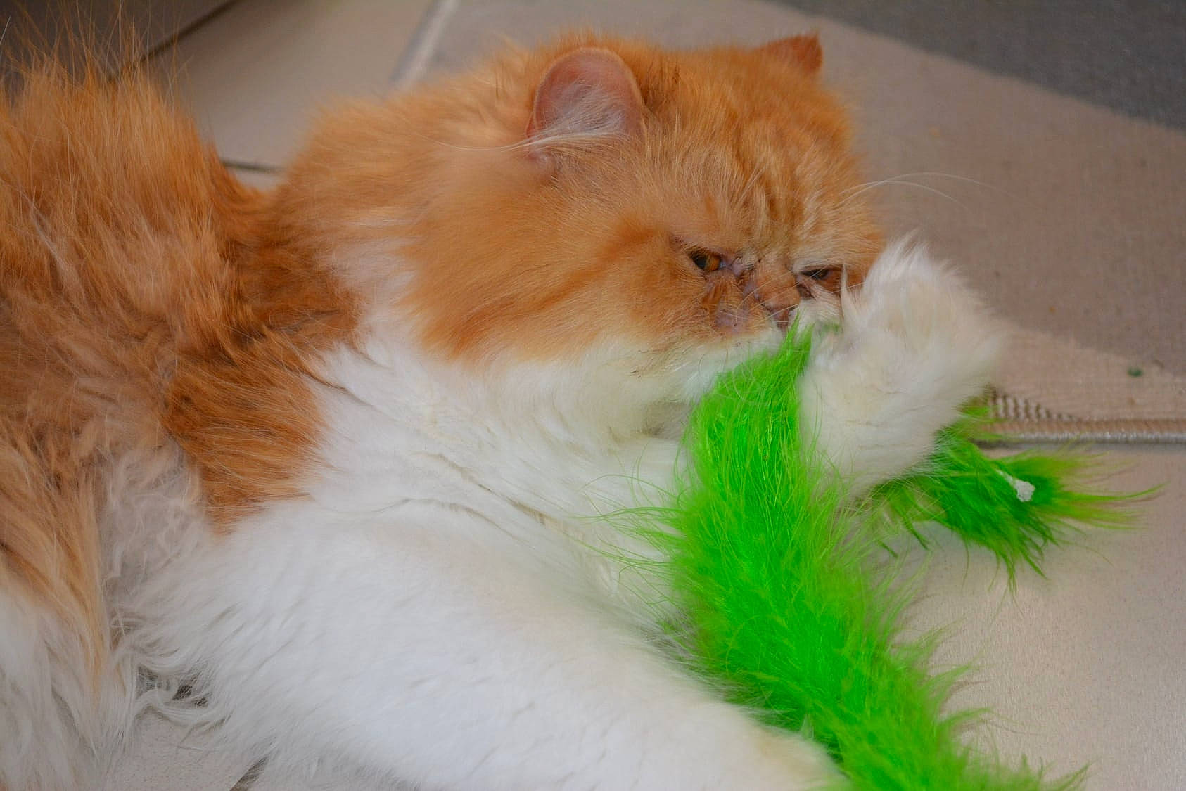 Pouf participe au concours pour gagner de l'argent avec cette photo : asian_semi_longhair, british_longhair, british_semi_longhair, carnivore, cat, domestic_long_haired_cat, eye, fawn, felidae, fur, kitten, mammal, napoleon_cat, norwegian_forest_cat, persian, plant, ragamuffin, small_to_medium_sized_cats, tail, whiskers