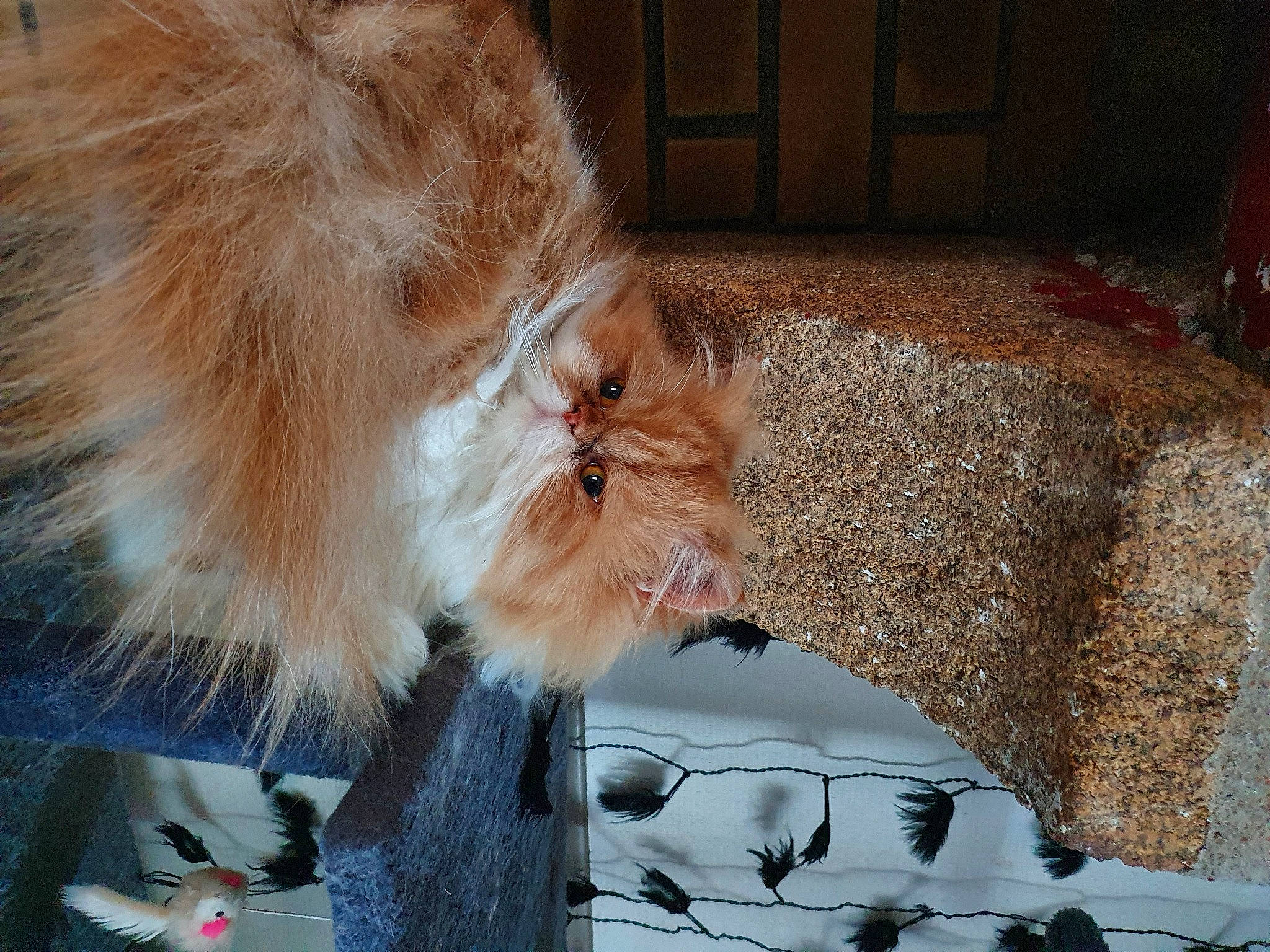 Pouf participe au concours pour gagner de l'argent avec cette photo : carnivore, cat, fawn, felidae, fur, small_to_medium_sized_cats, tail, whiskers