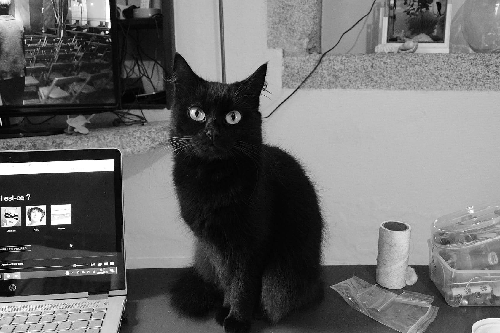 Myrtille a rejoint le concours — aidez-le/la à gagner de superbes lots ! asian, black, black_and_white, black_cat, carnivore, cat, domestic_short_haired_cat, eye, felidae, fur, kitten, monochrome, monochrome_photography, photography, polydactyl_cat, small_to_medium_sized_cats, snapshot, whiskers, white, window