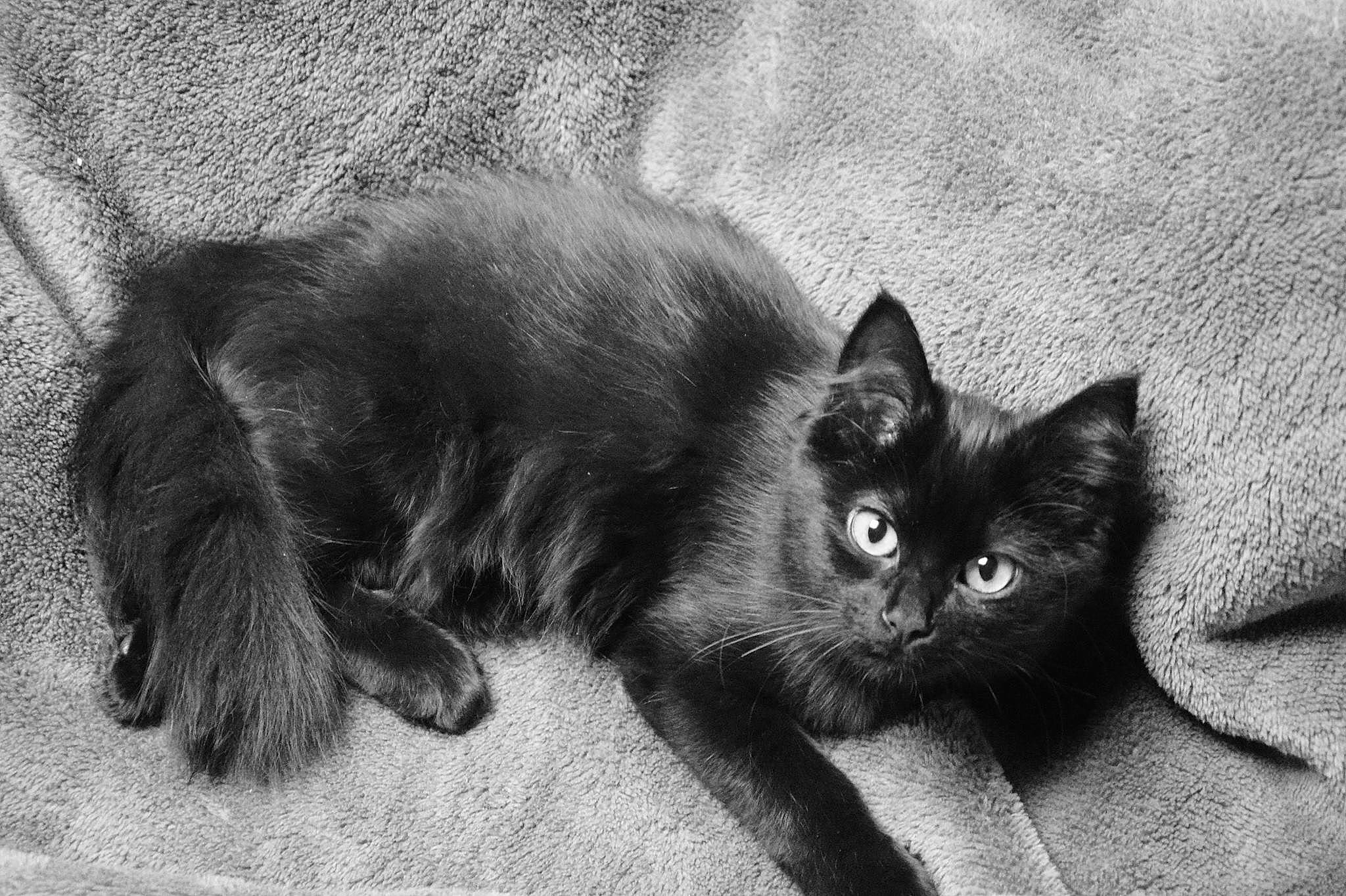 Myrtille participe au concours pour gagner de l'argent avec cette photo : asian, black, black_and_white, black_cat, bombay, carnivore, cat, domestic_long_haired_cat, eye, felidae, fur, kitten, mammal, monochrome, nebelung, norwegian_forest_cat, small_to_medium_sized_cats, snout, vertebrate, whiskers