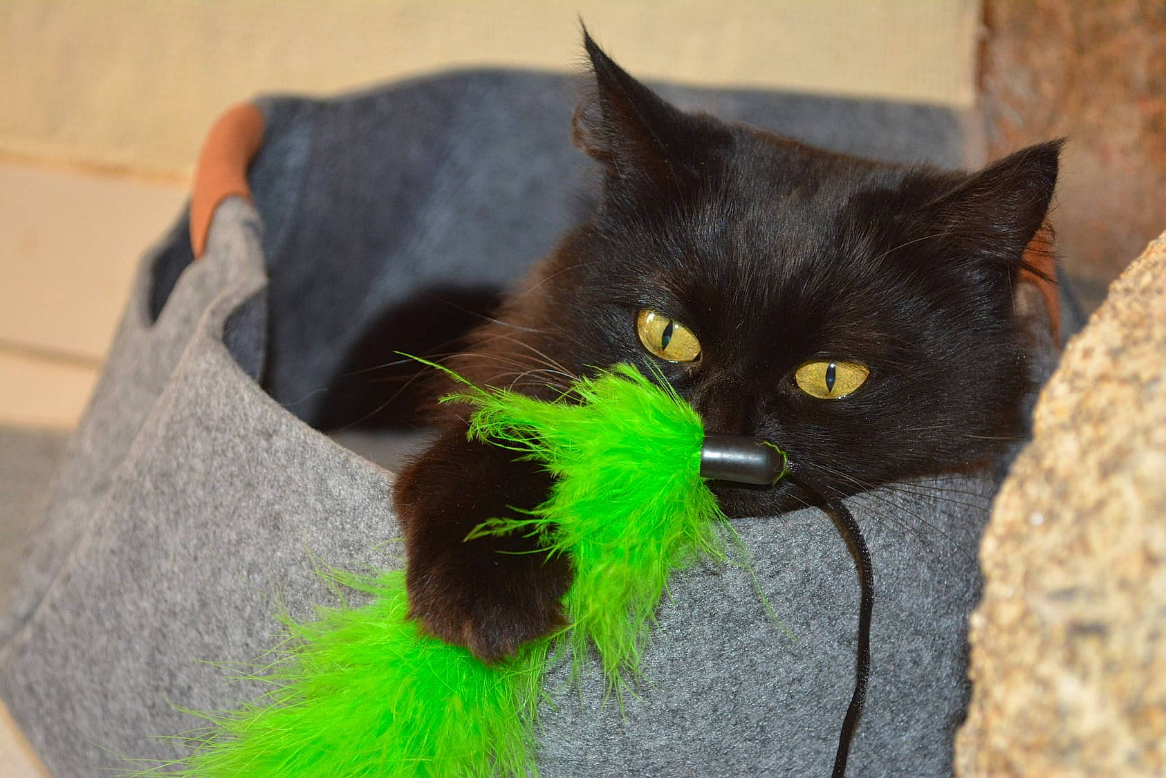 Myrtille participe au concours pour gagner de l'argent avec cette photo : black_cat, bombay, burmese, carnivore, cat, claw, domestic_long_haired_cat, domestic_short_haired_cat, felidae, fur, kitten, korat, nebelung, small_to_medium_sized_cats, tail, whiskers