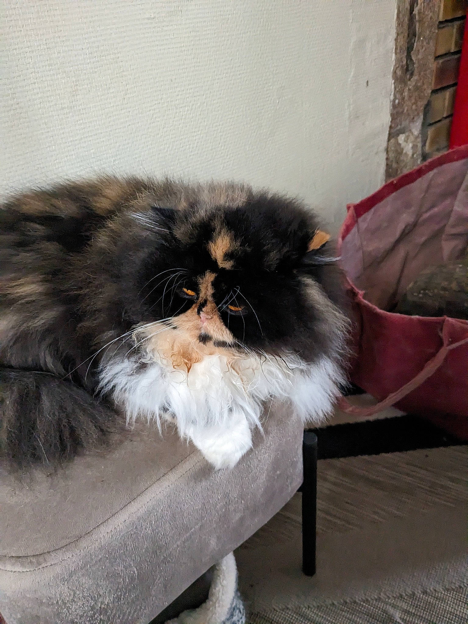 Soquette participe au concours pour gagner de l'argent avec cette photo : british_longhair, carnivore, cat, claw, comfort, companion_dog, felidae, fur, sitting, small_to_medium_sized_cats, snout, tail, terrestrial_animal, whiskers