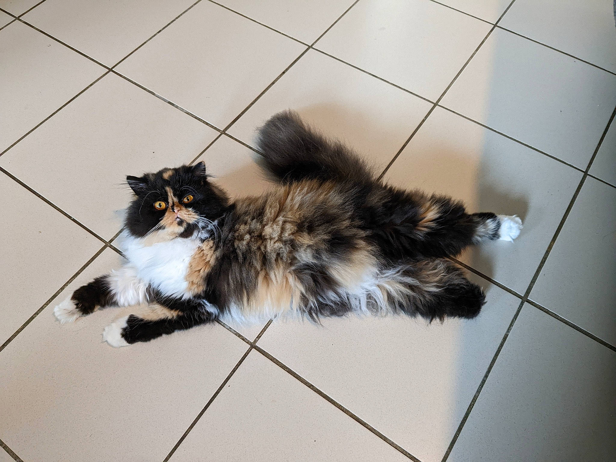 Soquette participe au concours pour gagner de l'argent avec cette photo : canidae, carnivore, cat, claw, dog_breed, felidae, flooring, fur, natural_material, paw, shadow, small_to_medium_sized_cats, tail, terrestrial_animal, tile_flooring, whiskers