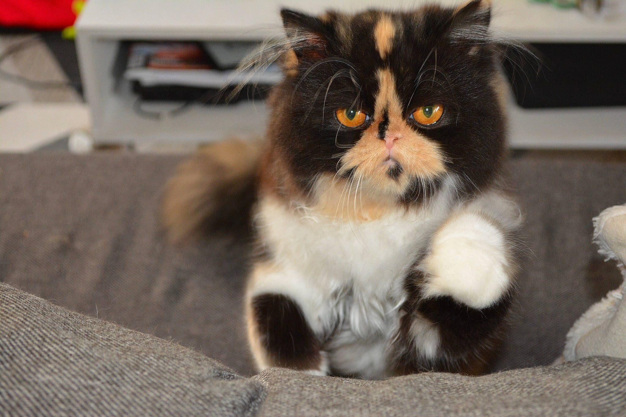 Soquette participe au concours pour gagner de l'argent avec cette photo : box, carnivore, cat, claw, domestic_short_haired_cat, felidae, flooring, fur, paw, sitting, small_to_medium_sized_cats, snout, tail, terrestrial_animal, whiskers